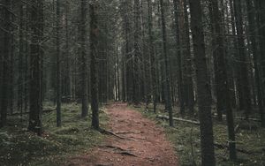 Preview wallpaper path, trees, forest, distance