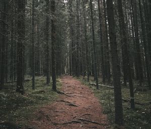 Preview wallpaper path, trees, forest, distance