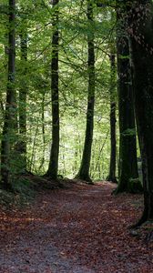 Preview wallpaper path, trees, forest, autumn, foliage