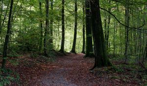 Preview wallpaper path, trees, forest, autumn, foliage