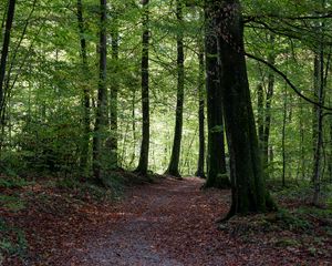 Preview wallpaper path, trees, forest, autumn, foliage