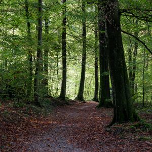 Preview wallpaper path, trees, forest, autumn, foliage