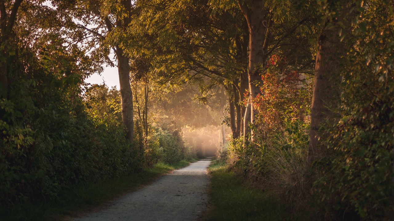 Wallpaper path, trees, forest, nature, landscape