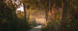 Preview wallpaper path, trees, forest, nature, landscape