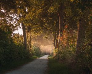 Preview wallpaper path, trees, forest, nature, landscape