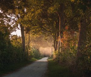 Preview wallpaper path, trees, forest, nature, landscape