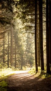 Preview wallpaper path, trees, forest, sunlight