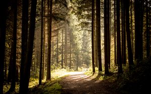 Preview wallpaper path, trees, forest, sunlight