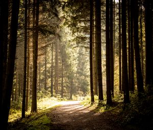 Preview wallpaper path, trees, forest, sunlight