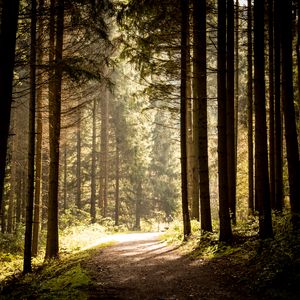 Preview wallpaper path, trees, forest, sunlight