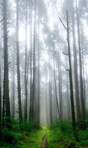 Preview wallpaper path, trees, grass, fog