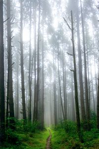 Preview wallpaper path, trees, grass, fog