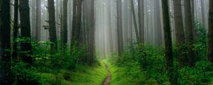 Preview wallpaper path, trees, grass, fog