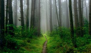 Preview wallpaper path, trees, grass, fog