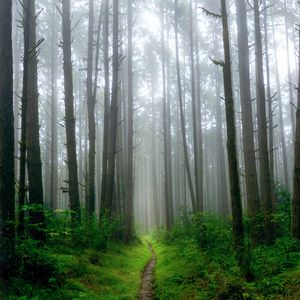 Preview wallpaper path, trees, grass, fog