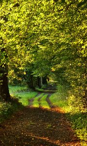 Preview wallpaper path, trees, green, nature