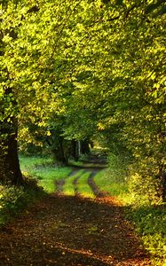 Preview wallpaper path, trees, green, nature