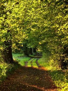 Preview wallpaper path, trees, green, nature