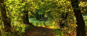 Preview wallpaper path, trees, green, nature