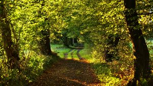 Preview wallpaper path, trees, green, nature