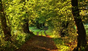 Preview wallpaper path, trees, green, nature