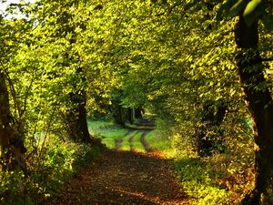 Preview wallpaper path, trees, green, nature