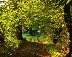 Preview wallpaper path, trees, green, nature