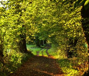 Preview wallpaper path, trees, green, nature