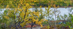 Preview wallpaper path, trees, lake, mountain, landscape