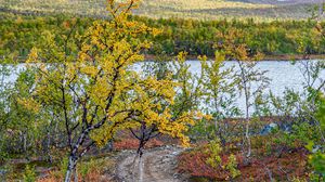 Preview wallpaper path, trees, lake, mountain, landscape