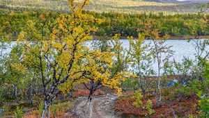 Preview wallpaper path, trees, lake, mountain, landscape
