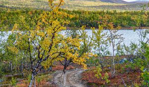 Preview wallpaper path, trees, lake, mountain, landscape