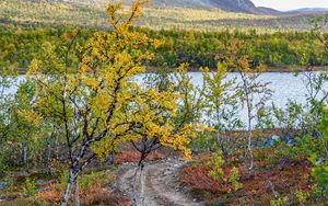 Preview wallpaper path, trees, lake, mountain, landscape