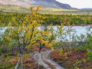 Preview wallpaper path, trees, lake, mountain, landscape