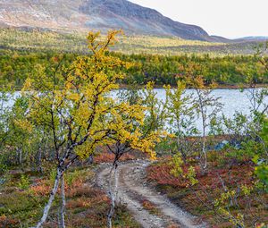 Preview wallpaper path, trees, lake, mountain, landscape