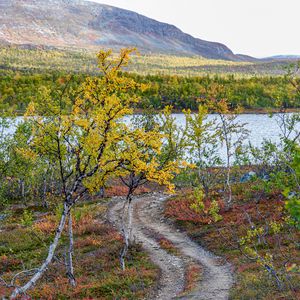 Preview wallpaper path, trees, lake, mountain, landscape