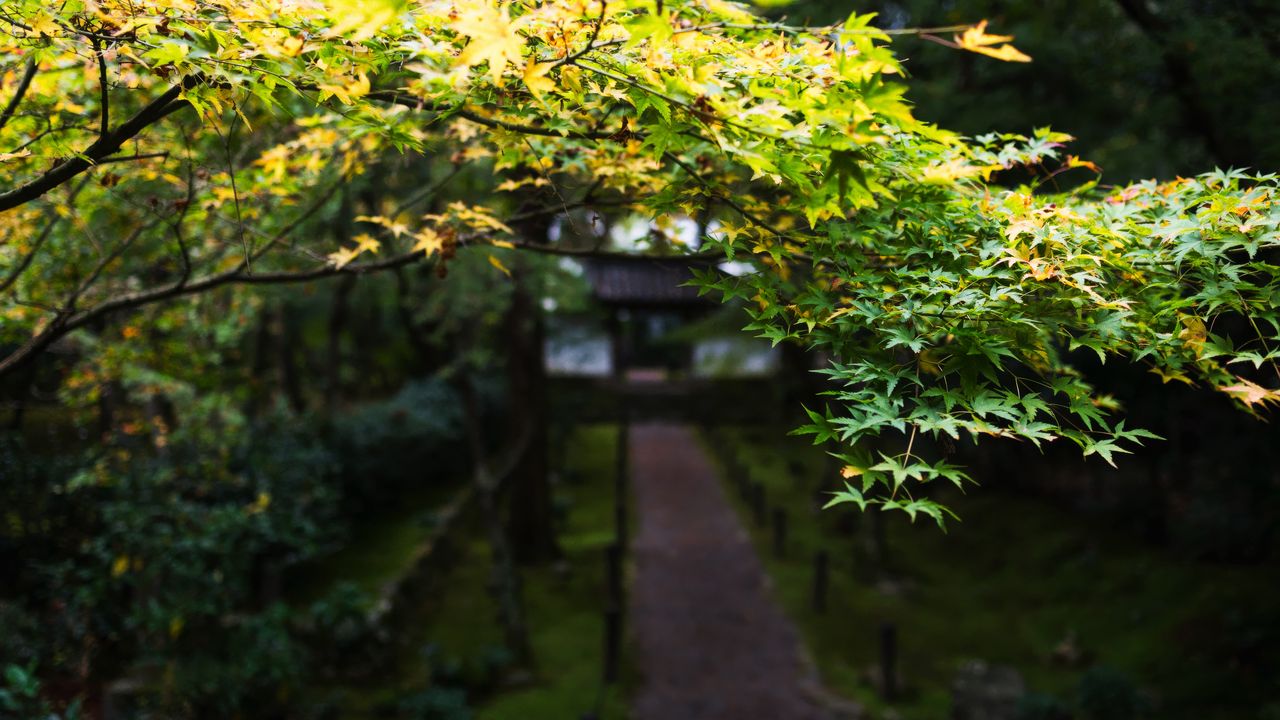 Wallpaper path, trees, leaves, pagoda, garden, asia