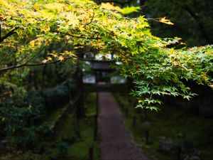 Preview wallpaper path, trees, leaves, pagoda, garden, asia