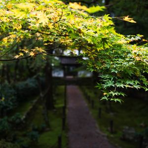 Preview wallpaper path, trees, leaves, pagoda, garden, asia