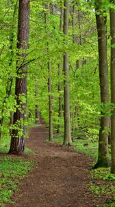 Preview wallpaper path, trees, leaves, forest