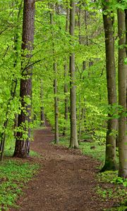 Preview wallpaper path, trees, leaves, forest