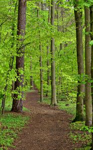 Preview wallpaper path, trees, leaves, forest