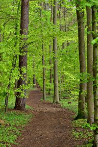 Preview wallpaper path, trees, leaves, forest