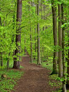 Preview wallpaper path, trees, leaves, forest