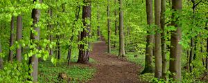 Preview wallpaper path, trees, leaves, forest