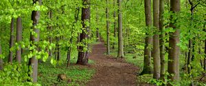 Preview wallpaper path, trees, leaves, forest