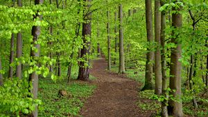 Preview wallpaper path, trees, leaves, forest