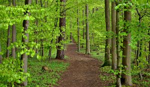 Preview wallpaper path, trees, leaves, forest