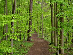 Preview wallpaper path, trees, leaves, forest