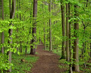 Preview wallpaper path, trees, leaves, forest